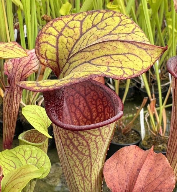 SO020 S.oreophila purple throat/wide mouth Georgia