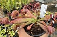 SP001 Sarracenia psitacina Gulf Giant