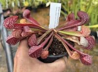 SP001 Sarracenia psitacina Gulf Giant