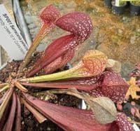 SP001 Sarracenia psitacina Gulf Giant