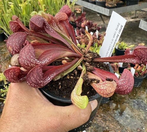 SP001 Sarracenia psitacina Gulf Giant