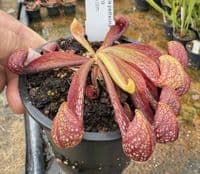 SP002 Sarracenia psittacina