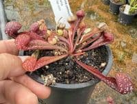 SP002 Sarracenia psittacina