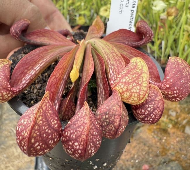SP002 Sarracenia psittacina