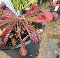 SP003 Sarracenia psittacina