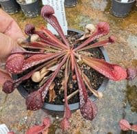 SP003 Sarracenia psittacina