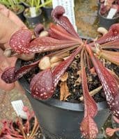 SP003 Sarracenia psittacina