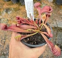 SP003 Sarracenia psittacina