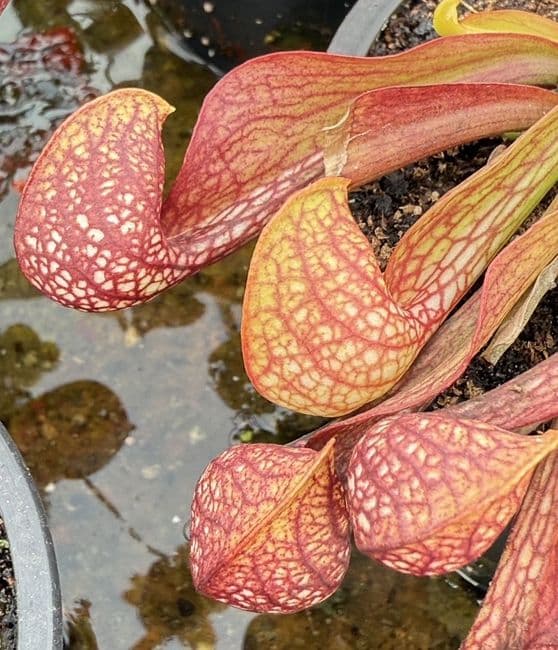 SP003 Sarracenia psittacina