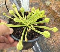 SP004 Sarracenia psittacina