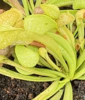SP004 Sarracenia psittacina