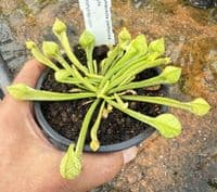 SP004 Sarracenia psittacina