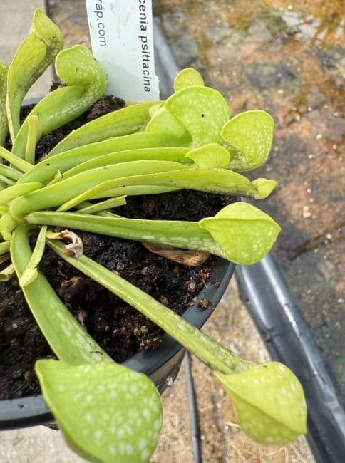 SP004 Sarracenia psittacina