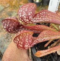 SP009 Sarracenia psittacina