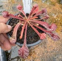SP009 Sarracenia psittacina