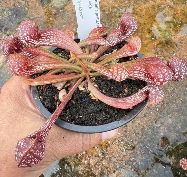 SP009 Sarracenia psittacina