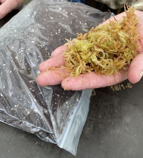 SPG01 Sphagnum moss growing kit