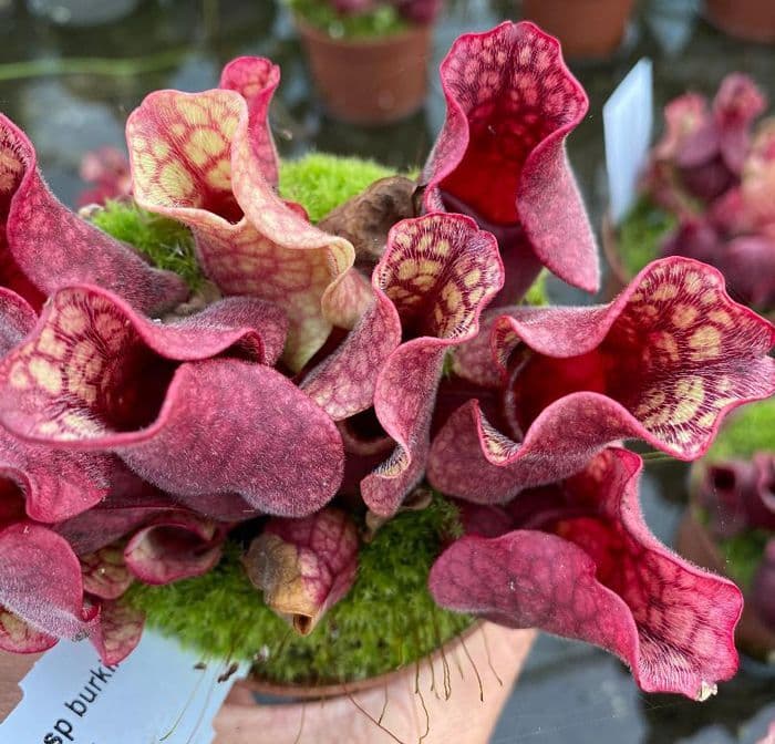 SPP006 Sarracenia purpurea ssp. burkii
