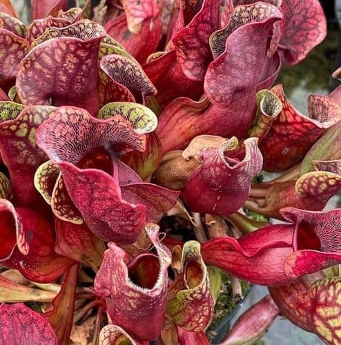 SPP009 Sarracenia purpurea ssp.purpurea Hardy