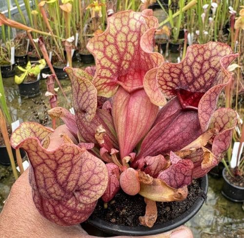 SPP011 Sarracenia purpurea ssp.venosa, Vigorous and easy to grow