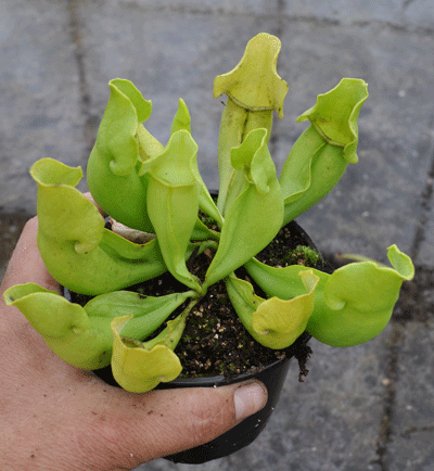 S. purpurea ssp. purpurea hetro | North American Pitcher Plant
