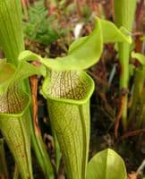 S.rubra ssp.alabamensis | North American Pitcher Plant