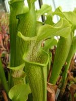 S.rubra ssp.alabamensis | North American Pitcher Plant