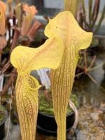 S.rubra ssp.alabamensis | North American Pitcher Plant