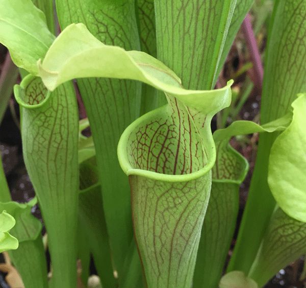 S.rubra ssp.alabamensis | North American Pitcher Plant