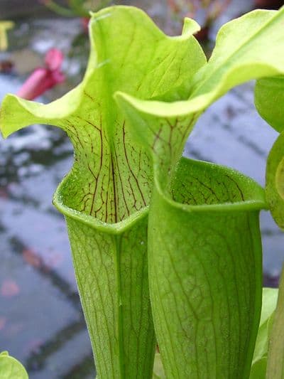 S.rubra ssp.alabamensis | North American Pitcher Plant