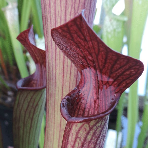 SR011 Sarracenia rubra ssp. gulfensis S.Lampard form