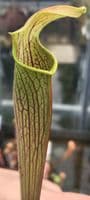 SR017 S.rubra wherryi yellow flower