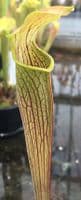 SR017 S.rubra wherryi yellow flower