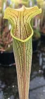 SR017 S.rubra wherryi yellow flower