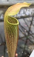 SR017 S.rubra wherryi yellow flower