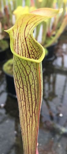 SR017 S.rubra wherryi yellow flower