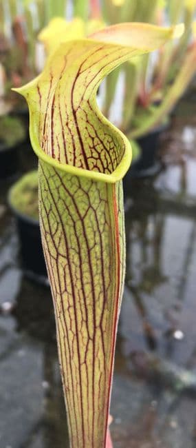 SR017 S.rubra wherryi yellow flower