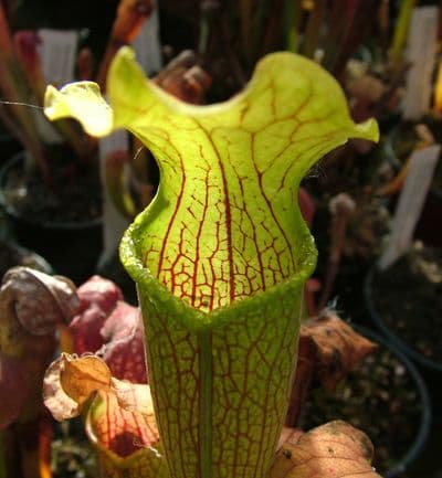 SR06 Sarracenia rubra ssp.wherryi wavy lid Escambia Co, N.Fl