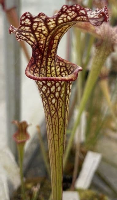 SX44c S. x moorei-(S.leucophylla x S.flava var cuprea)