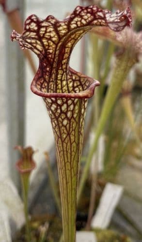 SX44c S. x moorei-(S.leucophylla x S.flava var cuprea)