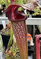 T1 HC206 S. x areolata Deer Park