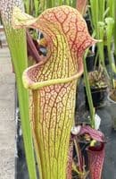 T1 HC206 S. x areolata Deer Park