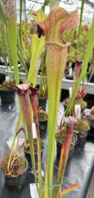 T1 HC206 S. x areolata Deer Park