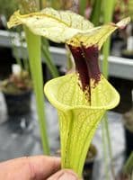 T2 G10 HC226 x S. moorei select