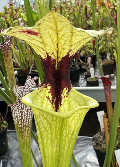 T2 G10 HC226 x S. moorei select