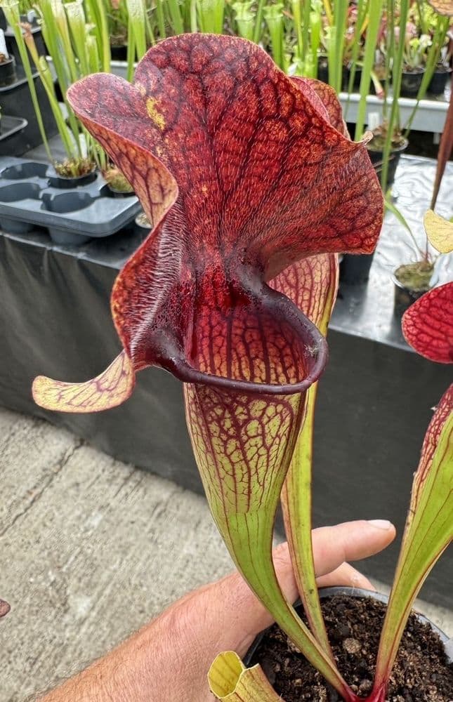 T3 Sarracenia Cv Ray Large t3-sarracenia-cv-ray-large