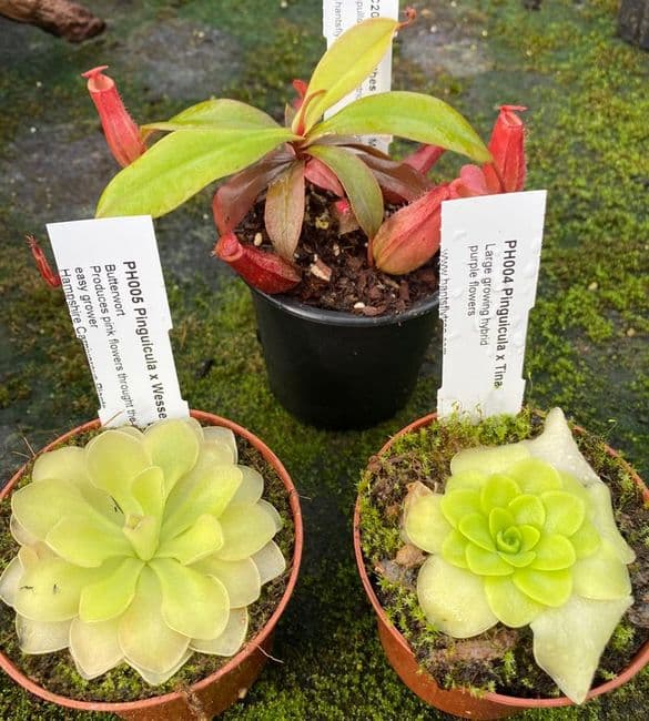 TC02 Terrarium Collection 3