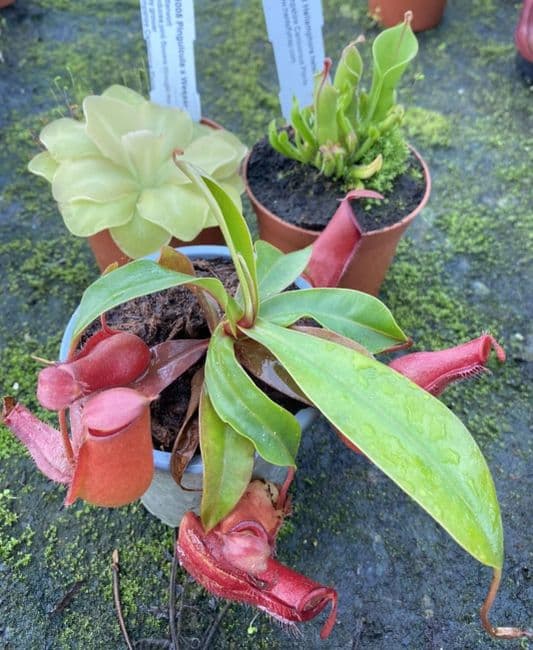 TC03 Terrarium Collection 3