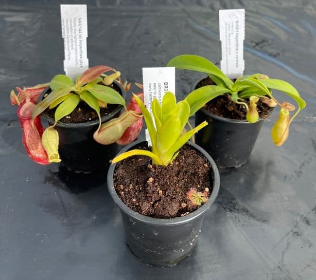 TC06 Terrarium collection 3