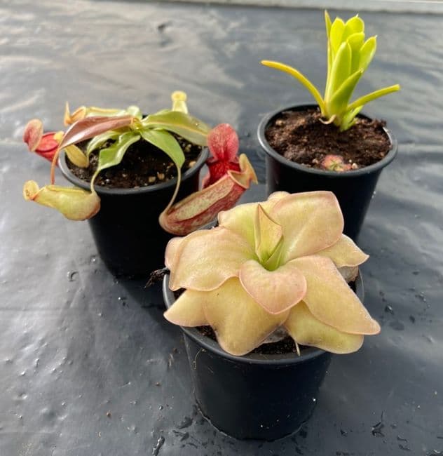 TC09 Terrarium Collection 3